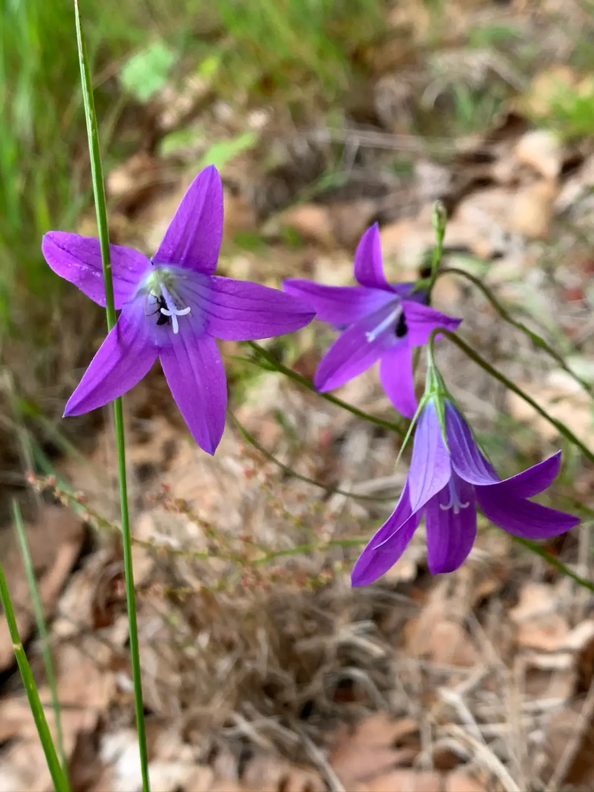 Autohtoni cvet na Staroj planini – deo flore zaštićenog prirodnog područja
