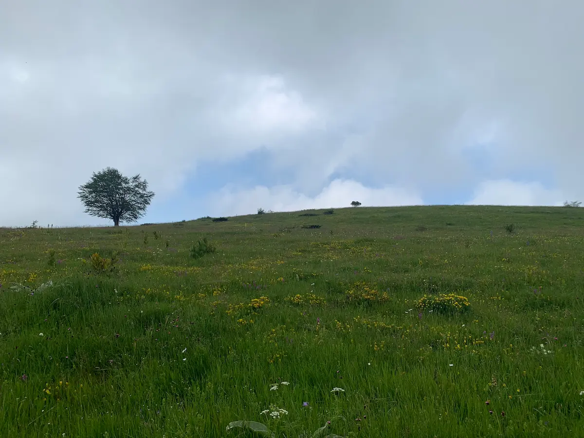 Pejzaž Stare planine sa drvetom – netaknuta priroda i prostrani pašnjaci