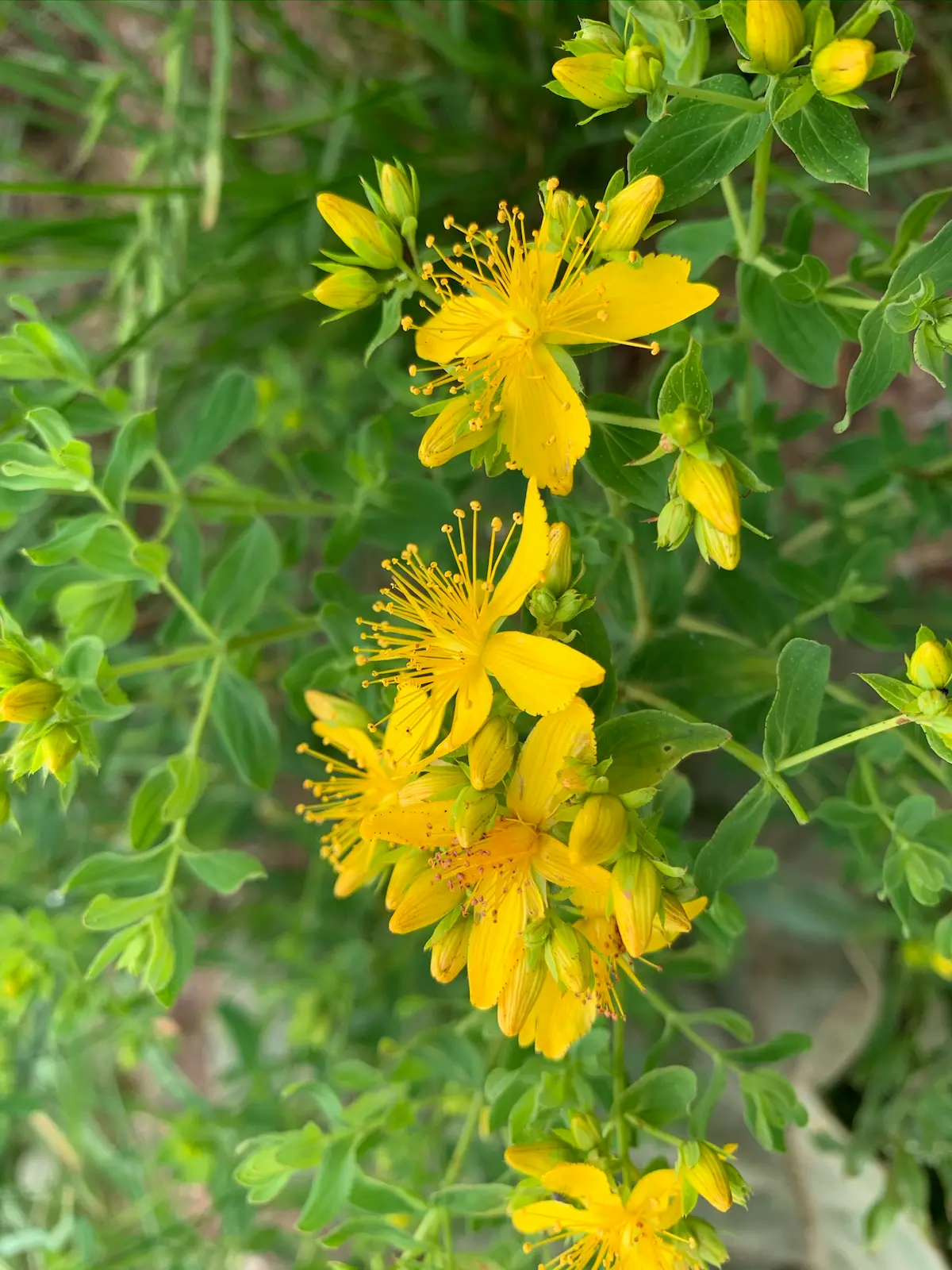 Žuti planinski cvet na Staroj planini – lokalna flora korišćena za prirodne boje ćilima